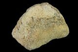 Ceratopsian Dinosaur Phalange - Alberta (Disposition #-) #134452-2